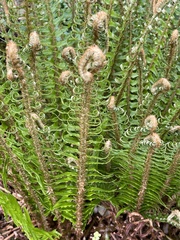 Polystichum munitum