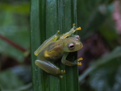 Cochranella granulosa