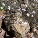 Dianthus charidemi - Photo (c) n1ayn12a, algunos derechos reservados (CC BY-NC)