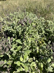 Helichrysum panduratum