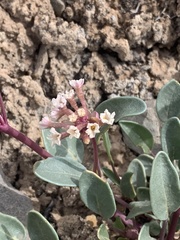 Abronia glabrifolia