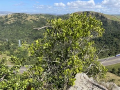 Olea capensis enervis