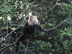 Cebus capucinus