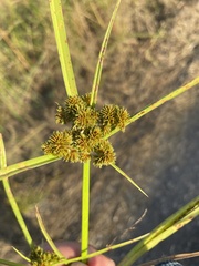 Courtoisina cyperoides image