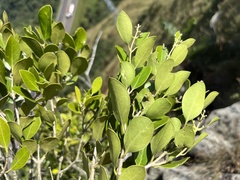 Olea capensis enervis