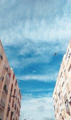 Columba livia domestica