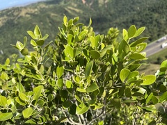 Olea capensis enervis