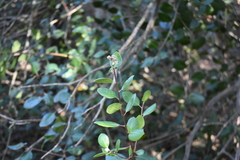 Rhus integrifolia × ovata