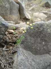 Spergula morisonii