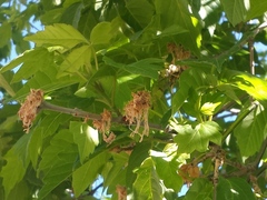 Acer negundo interius
