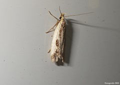 Dichomeris inserrata