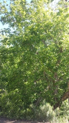 Acer negundo interius