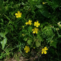 Ranunculus constantinopolitanus