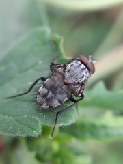 Muscina