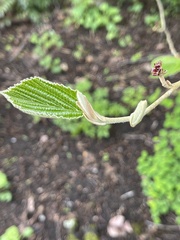 Magnoliopsida