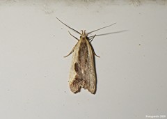 Dichomeris inserrata