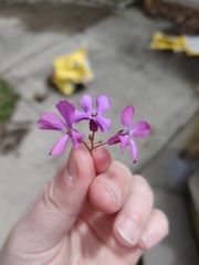 Hesperidanthus linearifolius