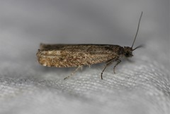 Pseudexentera mali