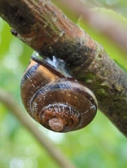 Cepaea nemoralis