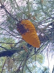 Cronartium conigenum