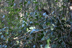 Rhus integrifolia × ovata