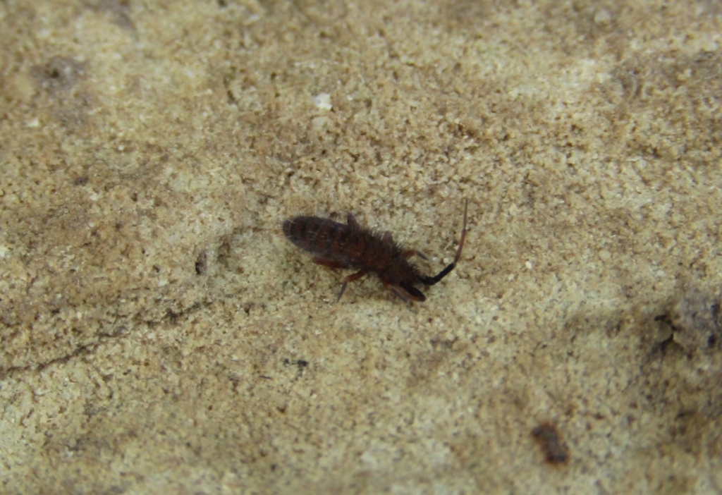 Orchesella multifasciata