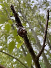 Cepaea nemoralis