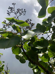 Cheirodendron platyphyllum