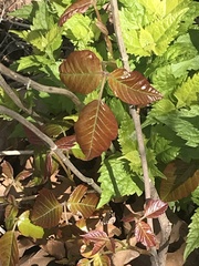 Toxicodendron radicans