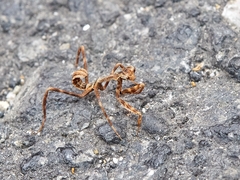 Pseudovates chlorophaea