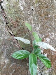 Vincetoxicum hirsutum