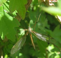 Tipula flavolineata