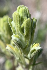 Castilleja plagiotoma