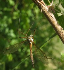 Tipula flavolineata