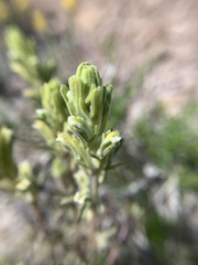 Castilleja plagiotoma