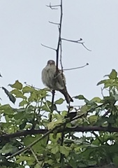 Passer montanus montanus