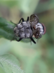 Muscina