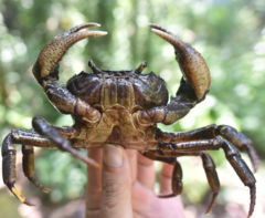 Indochinamon chinghungense