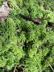 Sphagnum centrale