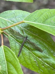 Tricyphona