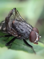 Muscina