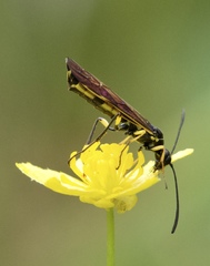 Calameuta clavata