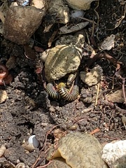 Anadenobolus monilicornis