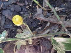 Maytenus peduncularis