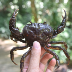 Indochinamon chinghungense