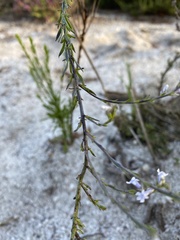 Anarrhinum bellidifolium