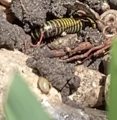 Anadenobolus monilicornis