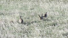 Phasianus colchicus torquatus