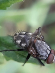 Muscina
