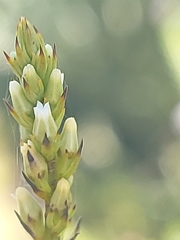 Hebenstretia integrifolia